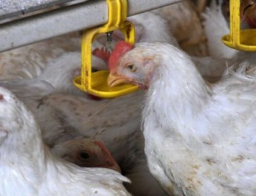 Aviculture : le risque de grippe aviaire porté au niveau « élevé »