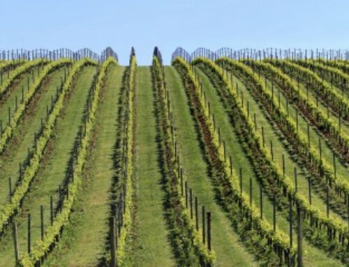 Viticulture : la superficie du vignoble mondial en recul