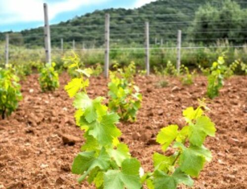 Viticulture : autorisations de plantation de vignes nouvelles pour 2025