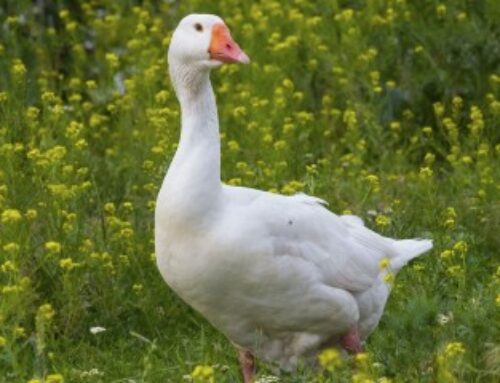 Aviculture : le risque de grippe ramené à « négligeable »