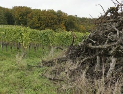 Viticulture : report de la date limite pour l’arrachage des vignes