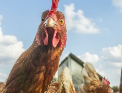 Aviculture : aide aux éleveurs de poules pondeuses affectés par la grippe aviaire