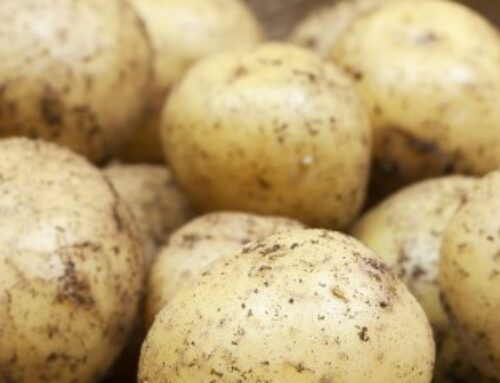 Producteurs de pommes de terre : déclarez vos surfaces !
