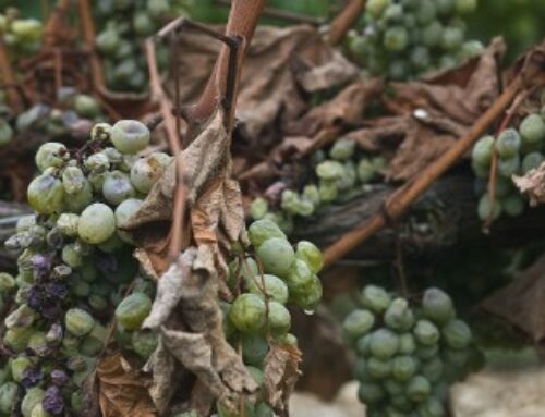 Viticulture : lutte contre la flavescence dorée de la vigne