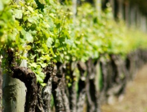 Viticulture : aide à l’arrachage de vignes mères de porte-greffes