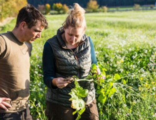 Décès d’un exploitant agricole : à qui est attribué le bail rural ?
