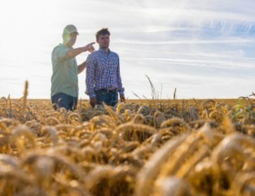 À quel moment peut-on insérer une clause de reprise sexennale dans un bail rural ?