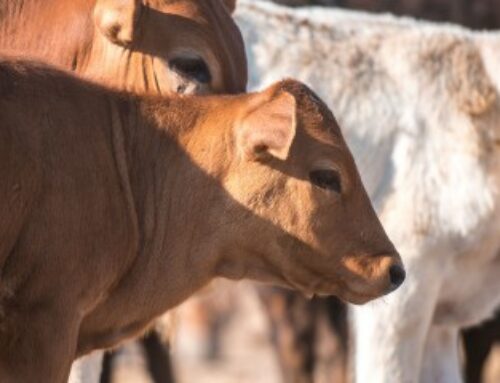 Élevage bovin : indemnisation des éleveurs impactés par la dermatose nodulaire contagieuse