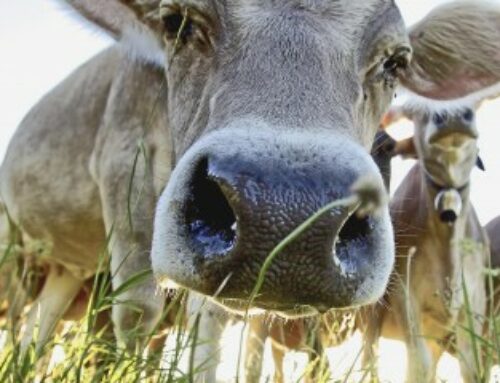 Élevage bovin : dépistage de la tuberculose bovine