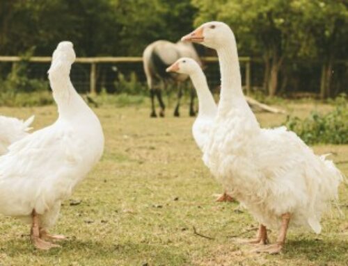 Aviculture : allègement des mesures de prévention contre la grippe aviaire