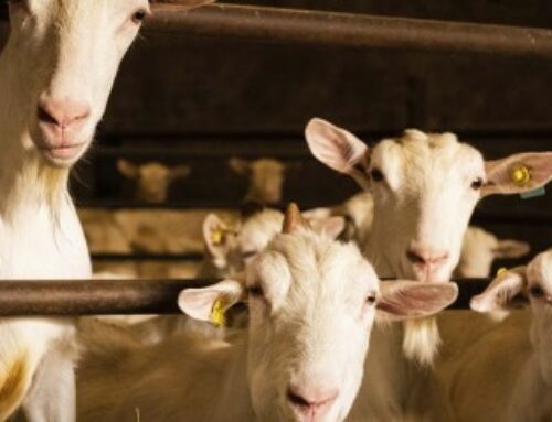 Élevages bovins, ovins et caprins : montant des aides Pac 2025