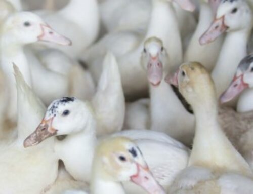 Aviculture : le risque de grippe aviaire redevient « élevé » !