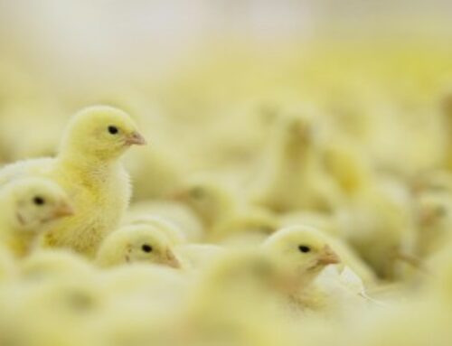 Élevage de poules pondeuses : financement de l’ovosexage