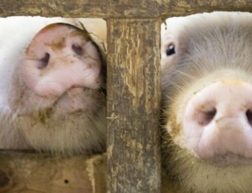 Élevage porcin : un accord France-Japon en cas de peste porcine africaine