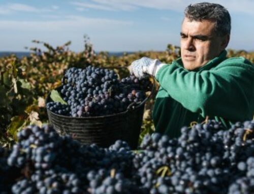 Viticulture : plus que quelques semaines pour la déclaration de récolte !