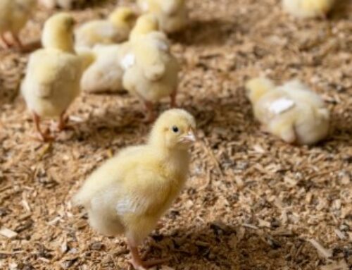 Aviculture : aide aux éleveurs impactés par la grippe aviaire