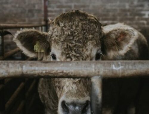 Élevage bovin : abattage sélectif en cas de tuberculose bovine