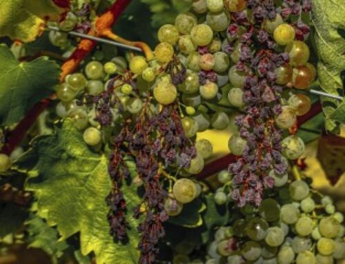 Viticulture : un plan national de sortie de crise