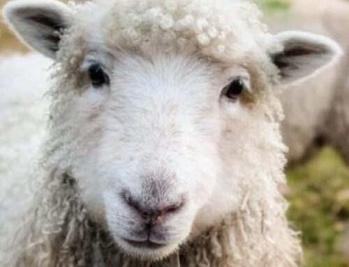 Élevages ovins et caprins : revalorisation du montant des aides 2025