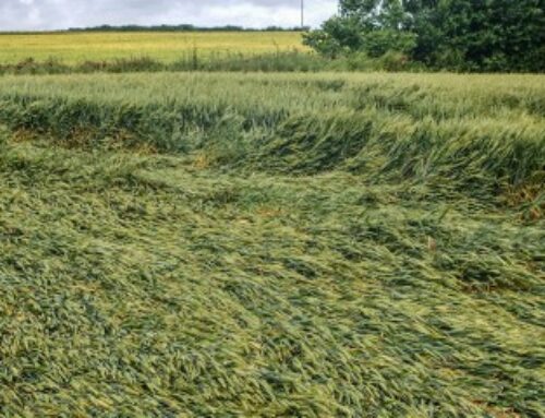 Pertes de récolte : baisse du taux d’indemnisation pour les exploitants non assurés