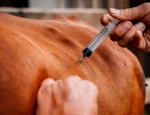 Élevage bovin : renforcement de la lutte contre la dermatose nodulaire