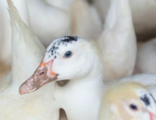 Aviculture : aide aux éleveurs impactés par la grippe aviaire 2024-2025