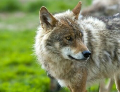 Élevage ovin et caprin : aide à la protection des troupeaux contre les prédateurs