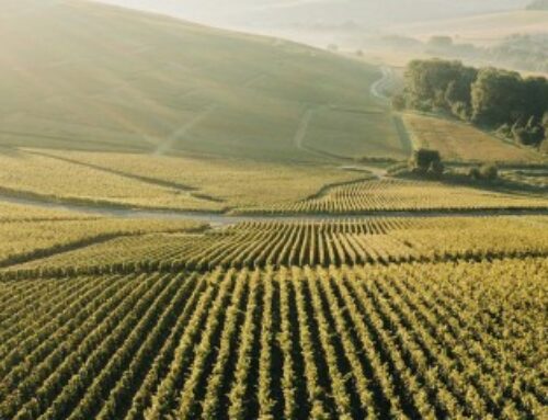 Viticulture : dispense d’affiliation à la MSA de certains bailleurs à métayage