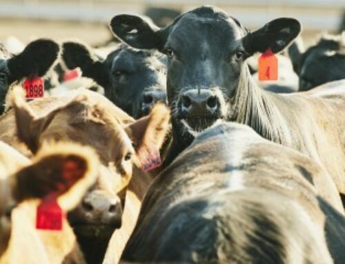 Élevage : le dépôt des demandes d’aides animales 2026 est possible