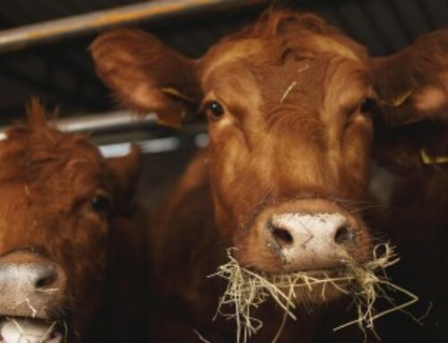 Elevage bovin : revalorisation des montants de l’aide 2025
