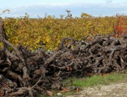 Viticulture : aide à l’arrachage de vignes