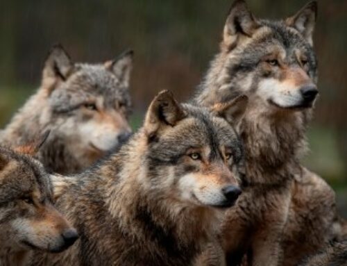 Élevage : assouplissement de la réglementation des tirs contre les loups