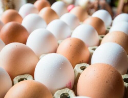 Aviculture : dépistage des salmonelles dans les élevages de poules pondeuses