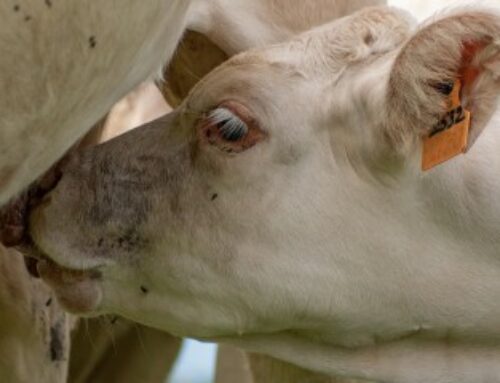 Élevage bovin : aide aux veaux sous la mère et aux veaux bio 2025
