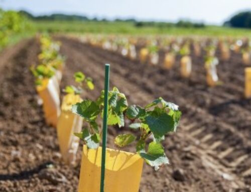 Viticulture : aide à la restructuration et à la reconversion du vignoble