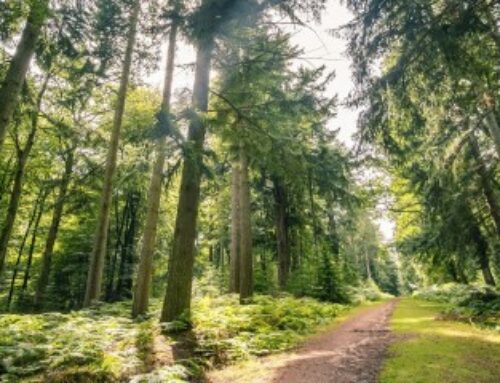 Diversifier son patrimoine en investissant dans les forêts