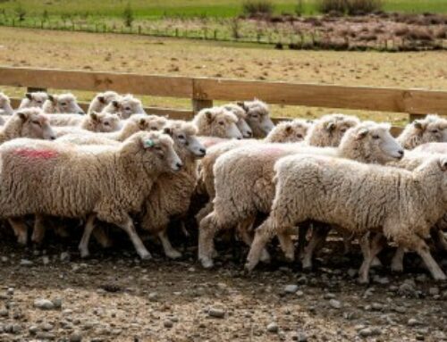 Élevages ovins et caprins : notification des mouvements d’animaux