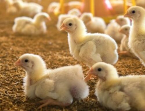 Aviculture : le niveau de risque de grippe aviaire retombe à « modéré »