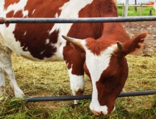 Elevage bovin : revalorisation des indemnisations en cas de tuberculose bovine