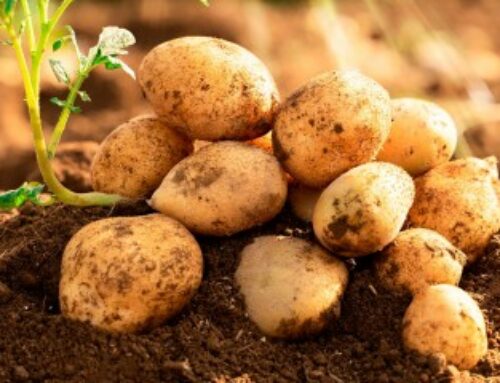Production de pommes de terre : déclaration des surfaces