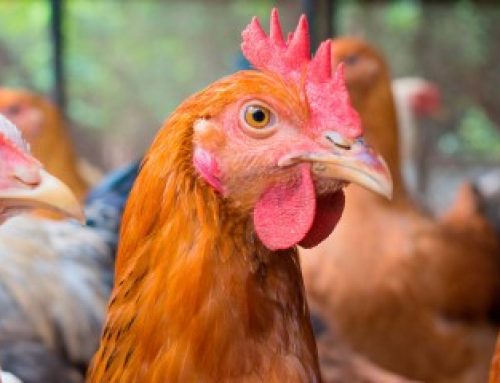 Aviculture : le risque de grippe aviaire abaissé à « négligeable »