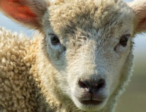 Élevages bovins, ovins et caprins : revalorisation du montant des aides 2025