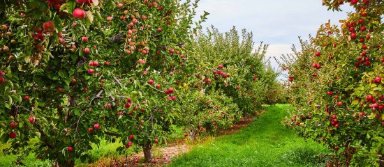 Rows of apple trees heavy with red apples, forming a path through an orchard with green grass between the rows.