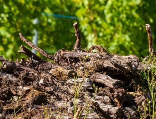 Viticulture : aide à l’arrachage définitif de vignes