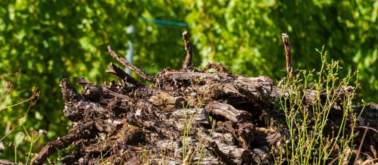 k4_24776784 Pile of dark, weathered logs and branches on the ground with green trees in the background.