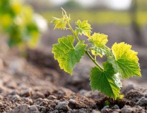 Viticulture : prolongation de la durée de validité de certaines autorisations de plantation