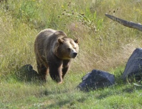 Elevage : du nouveau pour l’effarouchement des ours