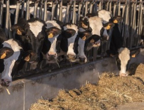 Élevage : émergence du virus Shamonda