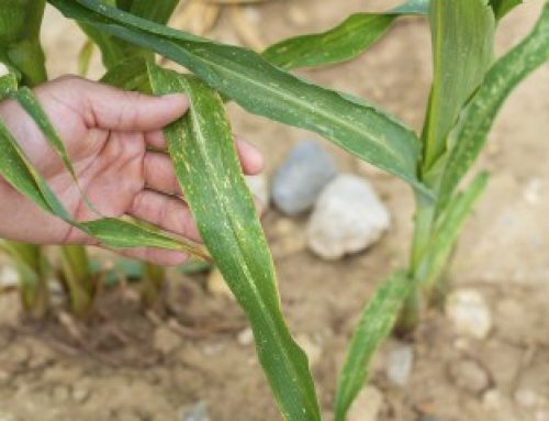 Sécheresse : un plan d’urgence pour soutenir les agriculteurs