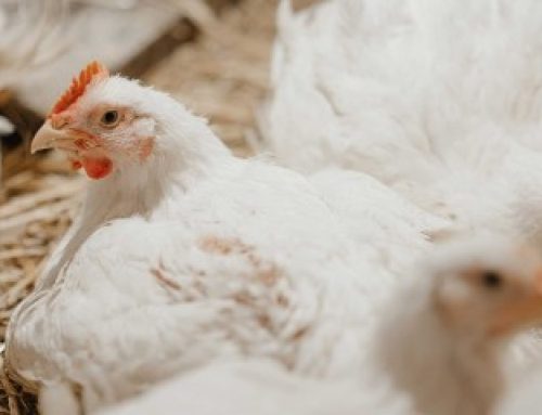 Aviculture : une aide pour les entreprises d’accouvage impactées par la grippe aviaire